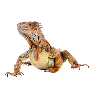 Iguana PNG-93198